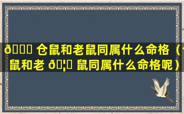 🐅 仓鼠和老鼠同属什么命格（仓鼠和老 🦟 鼠同属什么命格呢）